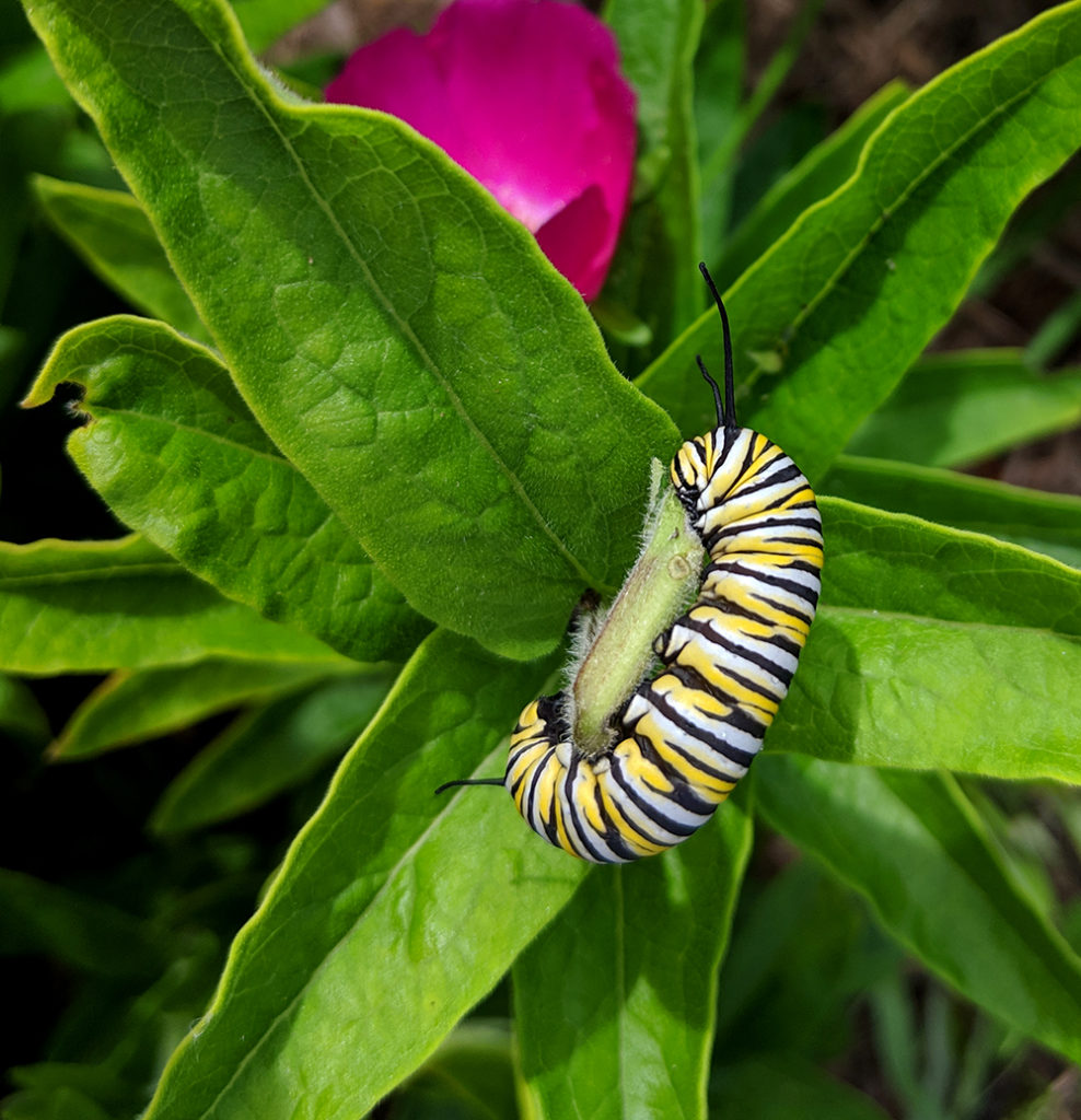 How To Create A Pollinator Garden | Visit Hillsborough, NC