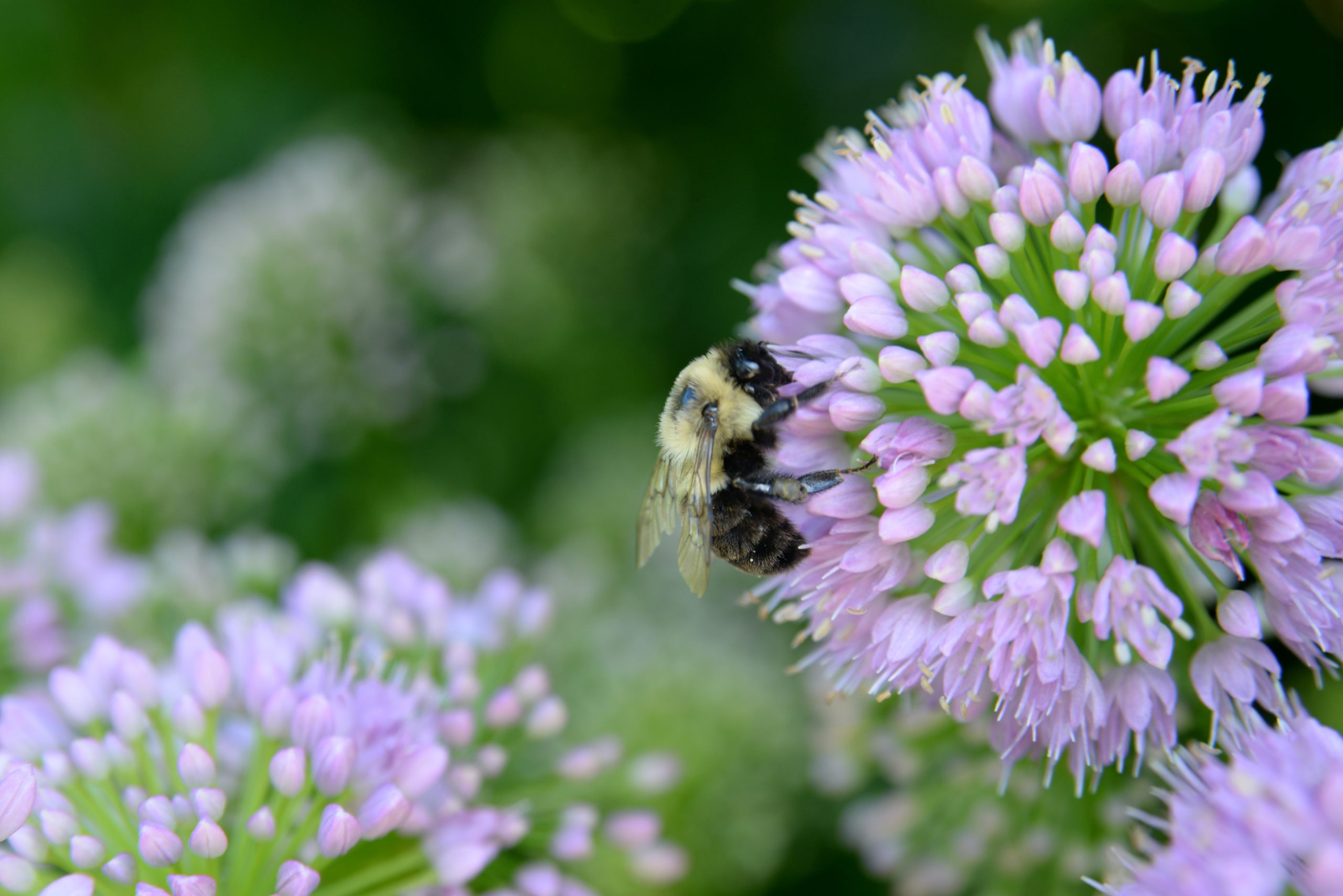 Pollinator Week is Buzzing with Excitement