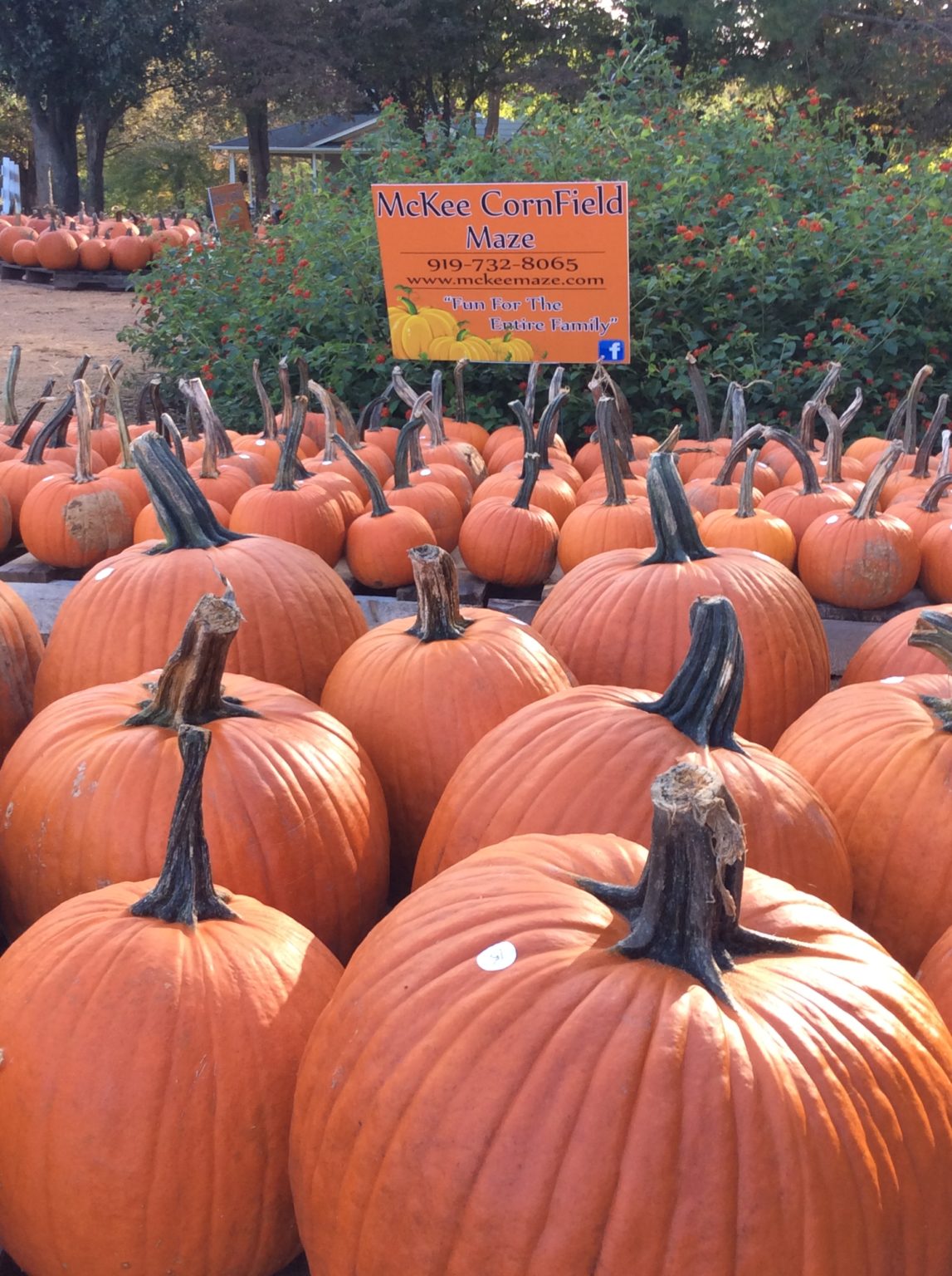 McKee Corn Field Maze and Pumpkins | Visit Hillsborough, NC